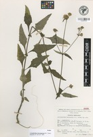 Isotype of Axiniphyllum durangense B.L. Turner [family ASTERACEAE]