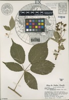 Isotype of Rubus canadensis L. var. micmacorum Lepage [family ROSACEAE]