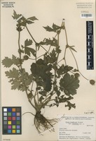 Type? of Geum aleppicum Jacquin var. cuneatum [family ROSACEAE]