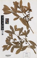Holotype of Sarcotoechia villosa S.T.Reynolds [family SAPINDACEAE]