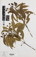 Holotype of Stockwellia quadrifida D.J.Carr, S.G.M.Carr & B.Hyland [family MYRTACEAE]
