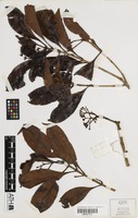 Holotype of Syzygium pseudofastigiatum B.Hyland [family MYRTACEAE]