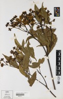 Holotype of Stockwellia quadrifida D.J.Carr, S.G.M.Carr & B.Hyland [family MYRTACEAE]