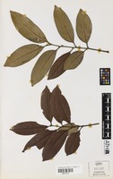 Isotype of Toechima monticola S.T.Reynolds [family SAPINDACEAE]
