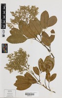 Isotype of Flindersia brassii T.G.Hartley & B.Hyland [family RUTACEAE]