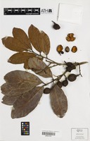 Isotype of Cupaniopsis dallachyi S.T.Reynolds [family SAPINDACEAE]