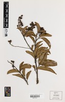 Isotype of Mischocarpus australis S.T.Reynolds [family SAPINDACEAE]