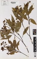 Holotype of Stockwellia quadrifida D.J.Carr, S.G.M.Carr & B.Hyland [family MYRTACEAE]