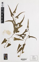 Holotype of Aristolochia nauseifolia Mich.J.Parsons [family ARISTOLOCHIACEAE]
