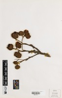 Isotype of Toechima monticola S.T.Reynolds [family SAPINDACEAE]