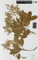 Isotype of Flindersia brassii T.G.Hartley & B.Hyland [family RUTACEAE]