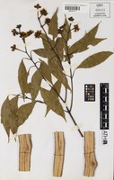 Holotype of Stockwellia quadrifida D.J.Carr, S.G.M.Carr & B.Hyland [family MYRTACEAE]