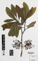 Isotype of Hollandaea diabolica A.J.Ford & P.H.Weston [family PROTEACEAE]