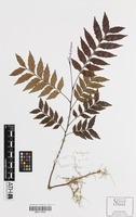 Holotype of Guioa sarcopterifructa Welzen [family SAPINDACEAE]