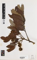 Isotype of Toechima monticola S.T.Reynolds [family SAPINDACEAE]