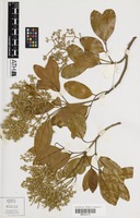 Isotype of Flindersia brassii T.G.Hartley & B.Hyland [family RUTACEAE]