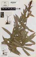 Isotype of Lepiderema hirsuta S.T.Reynolds [family SAPINDACEAE]