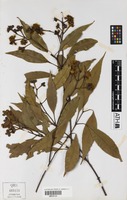 Holotype of Stockwellia quadrifida D.J.Carr, S.G.M.Carr & B.Hyland [family MYRTACEAE]