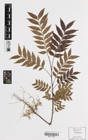 Holotype of Guioa sarcopterifructa Welzen [family SAPINDACEAE]