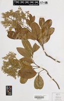 Isotype of Flindersia brassii T.G.Hartley & B.Hyland [family RUTACEAE]
