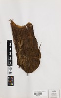 Holotype of Stockwellia quadrifida D.J.Carr, S.G.M.Carr & B.Hyland [family MYRTACEAE]