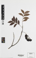 Holotype of Guioa sarcopterifructa Welzen [family SAPINDACEAE]