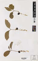 Isotype of Toechima monticola S.T.Reynolds [family SAPINDACEAE]
