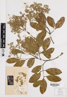 Isotype of Flindersia brassii T.G.Hartley & B.Hyland [family RUTACEAE]