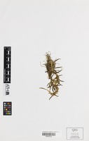Holotype of Bulbophyllum lewisense B.Gray & D.L.Jones [family ORCHIDACEAE]