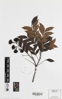 Holotype of Guioa sarcopterifructa Welzen [family SAPINDACEAE]