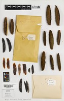 Isotype of Flindersia brassii T.G.Hartley & B.Hyland [family RUTACEAE]