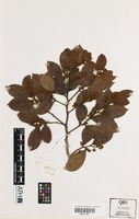Holotype of Cryptocarya bellendenkerana B.Hyland [family LAURACEAE]
