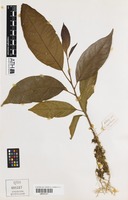 Isotype of Toechima monticola S.T.Reynolds [family SAPINDACEAE]