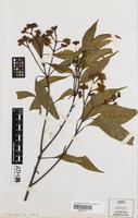 Holotype of Stockwellia quadrifida D.J.Carr, S.G.M.Carr & B.Hyland [family MYRTACEAE]