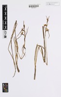 Isotype of Diuris punctata Sm. var. parvipetala Dockrill [family ORCHIDACEAE]