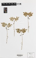 Holotype of Guioa sarcopterifructa Welzen [family SAPINDACEAE]