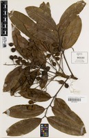 Isotype of Mischocarpus macrocarpus S.T.Reynolds [family SAPINDACEAE]