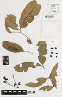 Isotype of Arytera bifoliolata S.T.Reynolds [family SAPINDACEAE]