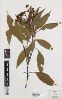 Holotype of Stockwellia quadrifida D.J.Carr, S.G.M.Carr & B.Hyland [family MYRTACEAE]