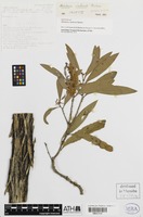 Isotype of Melaleuca clarksonii Barlow [family MYRTACEAE]