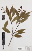 Holotype of Stockwellia quadrifida D.J.Carr, S.G.M.Carr & B.Hyland [family MYRTACEAE]