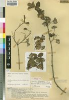 Isotype of Holmskioldia subintegra Moldenke [family LAMIACEAE]