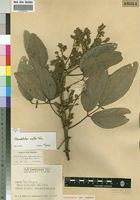 Isotype of Adenodolichos exellii Torre [family FABACEAE]