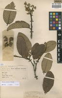 Filed as Monotes mutetetwa P.A.Duvign. [family DIPTEROCARPACEAE]