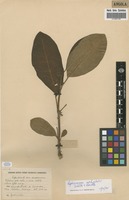 Filed as Raphionacme welwitschii Schltr. & Rendle [family ASCLEPIADACEAE]