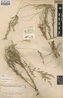 Filed as Schmidtia pappophoroides Steud. ex J.A.Schmidt [family POACEAE]