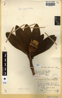 Isotype of Protea flavopilosa Beard [family PROTEACEAE]