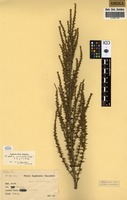 Filed as Cliffortia nitidula (Engl.) R.E.Fr. & T.C.E.Fr. [family ROSACEAE]