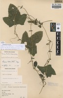 Filed as Coccinia barteri (Hook.f.) Keay [family CUCURBITACEAE]