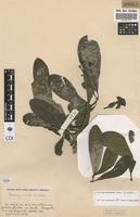Filed as Voacanga thouarsii Roem. & Schult. [family APOCYNACEAE]